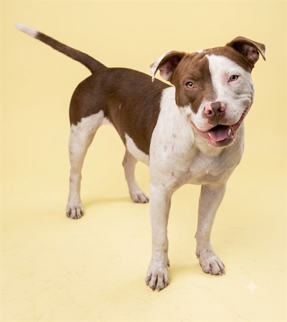 Shelter Stray Male Dog last seen PAYNE AND W 12TH, 2020 Forest St, Jacksonville, FL 32204, USA