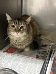Shelter Stray Female Cat last seen , West Valley Animal Shelter, 20655 Plummer St, Chatsworth, CA 91311, USA