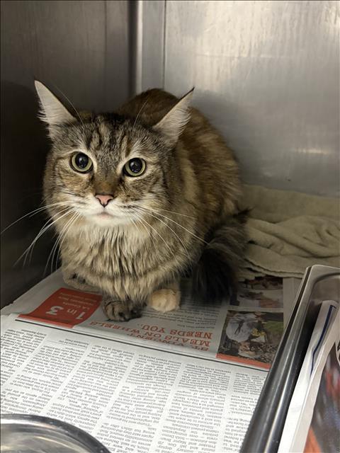 Shelter Stray Female Cat last seen , West Valley Animal Shelter, 20655 Plummer St, Chatsworth, CA 91311, USA