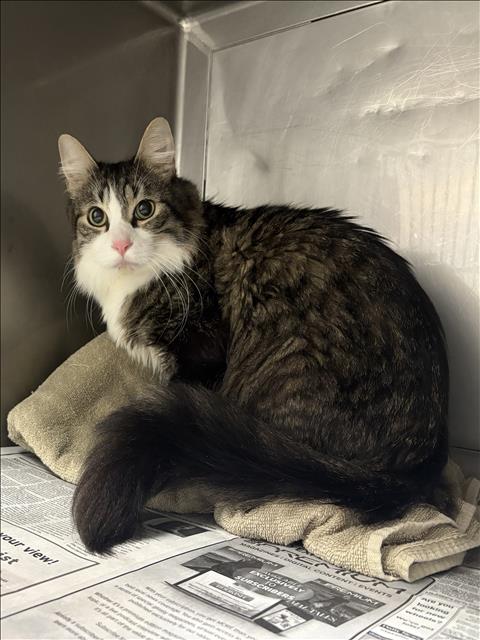 Shelter Stray Male Cat last seen , West Valley Animal Shelter, 20655 Plummer St, Chatsworth, CA 91311, USA