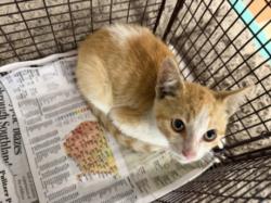 Shelter Stray Male Cat last seen , 957 N Gaffey St, San Pedro, CA 90731, USA