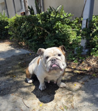Shelter Stray Female Dog last seen , 957 N Gaffey St, San Pedro, CA 90731, USA