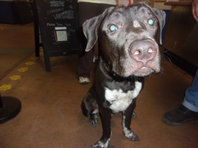 Shelter Stray Male Dog last seen , 14409 Vanowen St, Van Nuys, CA 91405, USA