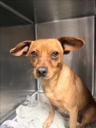 Shelter Stray Male Dog last seen , 14409 Vanowen St, Van Nuys, CA 91405, USA
