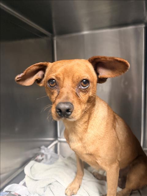 Shelter Stray Male Dog last seen , 14409 Vanowen St, Van Nuys, CA 91405, USA