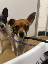 Shelter Stray Female Dog last seen ST CHARLES CO, 4850 Mid Rivers Mall Dr, St Peters, MO 63376, USA