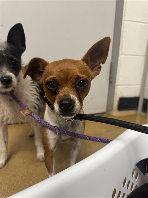 Shelter Stray Female Dog last seen ST CHARLES CO, 4850 Mid Rivers Mall Dr, St Peters, MO 63376, USA