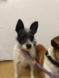 Shelter Stray Male Dog last seen ST CHARLES CO, 4850 Mid Rivers Mall Dr, St Peters, MO 63376, USA