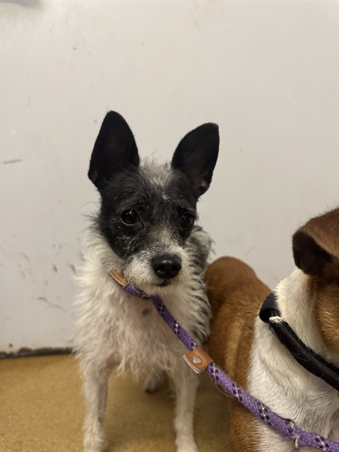 Shelter Stray Male Dog last seen ST CHARLES CO, 4850 Mid Rivers Mall Dr, St Peters, MO 63376, USA