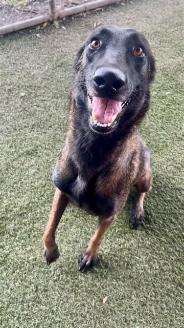 Shelter Stray Female Dog last seen Near BLOCK NW 57TH AVE, 3599 NW 79th Ave, Doral, FL 33122, USA