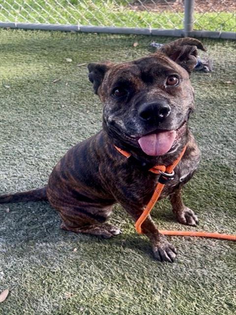 Shelter Stray Female Dog last seen Near BLOCK NW 50TH ST, 3599 NW 79th Ave, Doral, FL 33122, USA