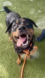 Shelter Stray Female Dog last seen Near BLOCK NW 50TH ST, 3599 NW 79th Ave, Doral, FL 33122, USA