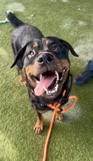 Shelter Stray Female Dog last seen Near BLOCK NW 50TH ST, 3599 NW 79th Ave, Doral, FL 33122, USA
