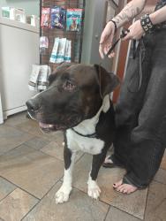 Found/Stray Male Dog last seen Howe avenue, Sacramento, CA 95826