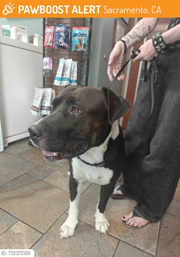 Found/Stray Male Dog last seen Howe avenue, Sacramento, CA 95826