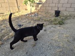 Found/Stray Male Cat last seen Wood rd, Riverside, CA 92508