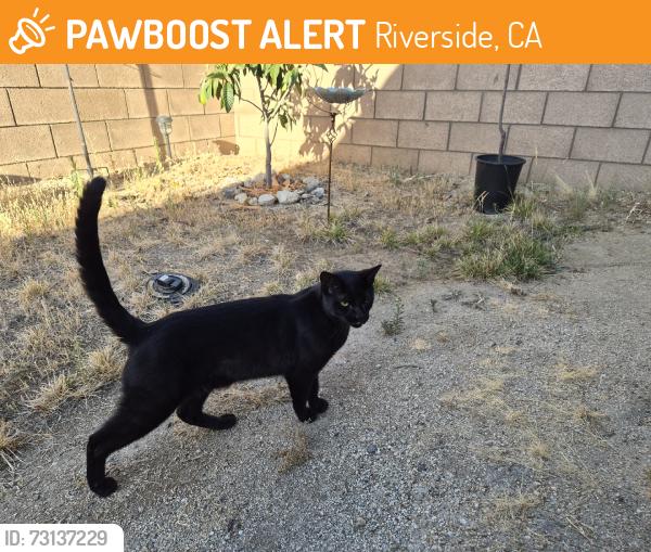 Found/Stray Male Cat last seen Wood rd, Riverside, CA 92508