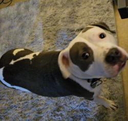 Reunited Female Dog last seen Magnolia Holmes Rd, Lockhart, FL 32810