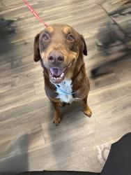 Found/Stray Male Dog last seen Central and Carlisle, Albuquerque, NM 87106