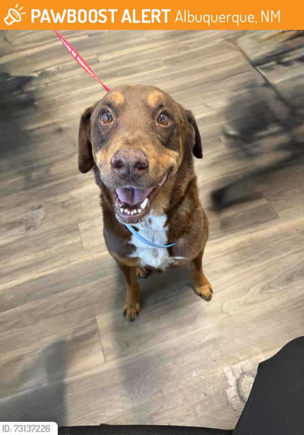 Found/Stray Male Dog last seen Central and Carlisle, Albuquerque, NM 87106