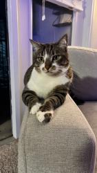 Reunited Female Cat last seen Near Club Vista Ln, Bonsall, CA 92003, USA, Bonsall, CA 92003