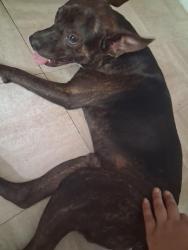 Reunited Male Dog last seen Domaris ave, Lake Wales, FL 33853