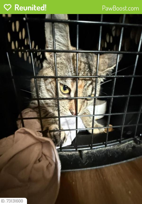 Reunited Female Cat last seen East Ave N, Battle Creek, MI 49017