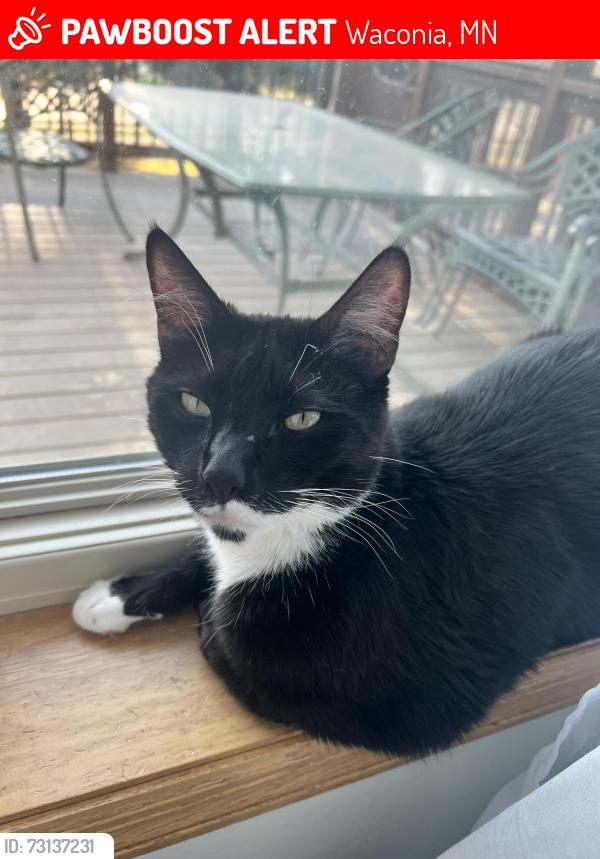 Lost Male Cat last seen Clearwater and fisher, Waconia, MN 55387