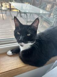 Lost Male Cat last seen Clearwater and fisher, Waconia, MN 55387