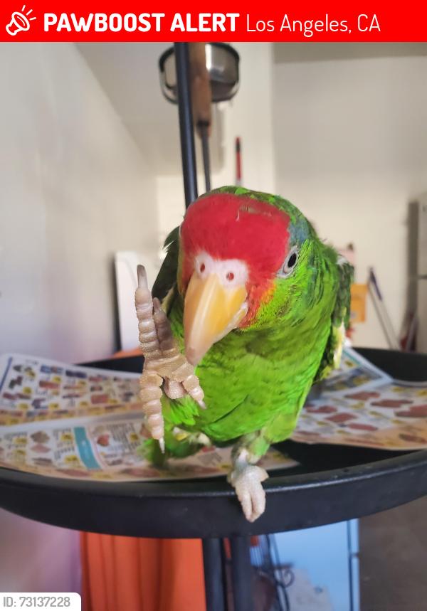 Lost Male Bird last seen Near Hartland St Van Nuys, CA, Los Angeles, CA 91406