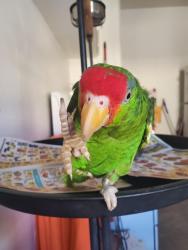 Lost Male Bird last seen Near Hartland St Van Nuys, CA, Los Angeles, CA 91406