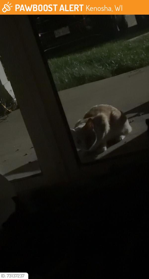 Found/Stray Unknown Cat last seen Parking lot of 6935 70th court, Kenosha, WI 53142