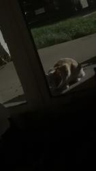 Found/Stray Unknown Cat last seen Parking lot of 6935 70th court, Kenosha, WI 53142