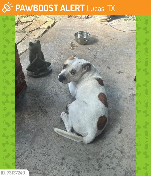 Found/Stray Male Dog last seen Malone/angel, Lucas, TX 75002