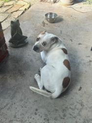 Found/Stray Male Dog last seen Malone/angel, Lucas, TX 75002