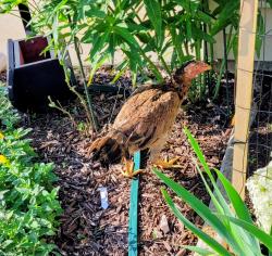 Found/Stray Female Bird last seen 102nd Ave and Pierce St NE, Blaine, MN 55434, Blaine, MN 55434