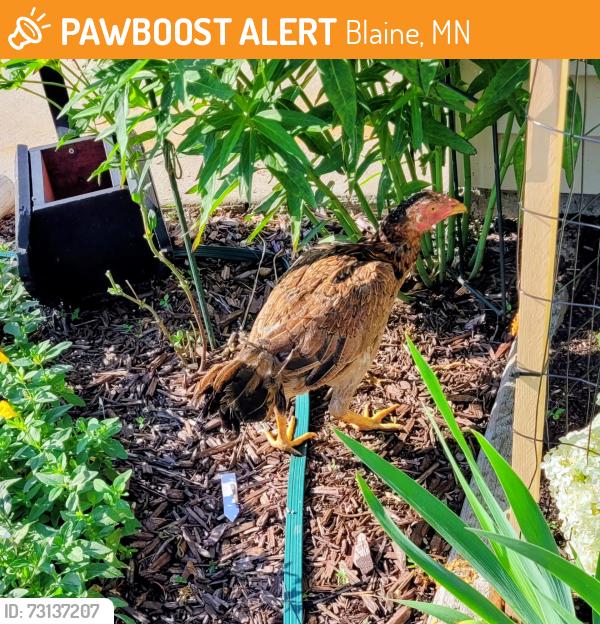 Found/Stray Female Bird last seen 102nd Ave and Pierce St NE, Blaine, MN 55434, Blaine, MN 55434