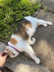 Found/Stray Female Cat last seen Sidney and tennessee, St. Louis, MO 63104