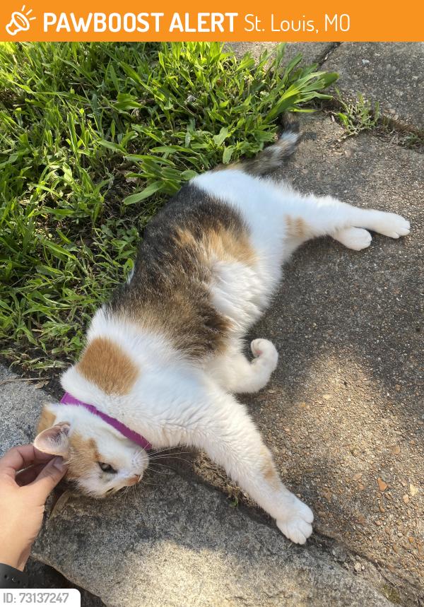 Found/Stray Female Cat last seen Sidney and tennessee, St. Louis, MO 63104