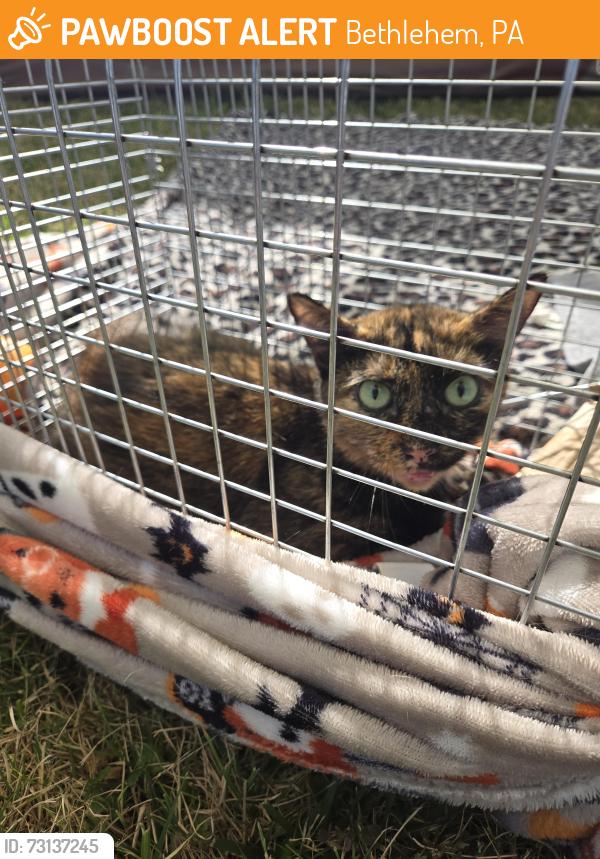 Found/Stray Unknown Cat last seen Stefko Blvd, Bethlehem, PA 18017