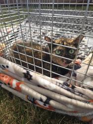 Found/Stray Unknown Cat last seen Stefko Blvd, Bethlehem, PA 18017