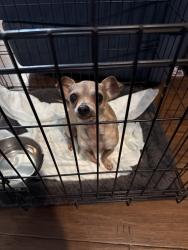 Found/Stray Female Dog last seen Center and A parkway sacramento 95823, Parkway, CA 95823