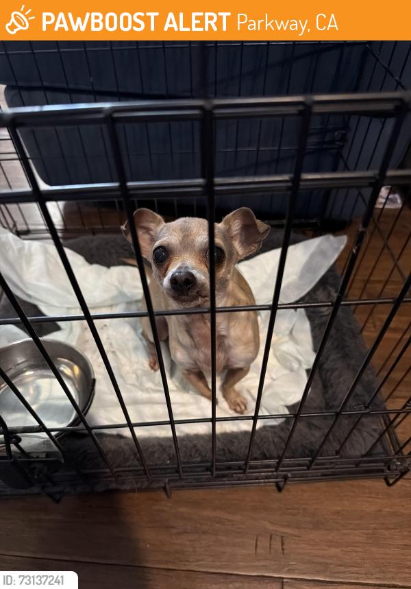 Found/Stray Female Dog last seen Center and A parkway sacramento 95823, Parkway, CA 95823
