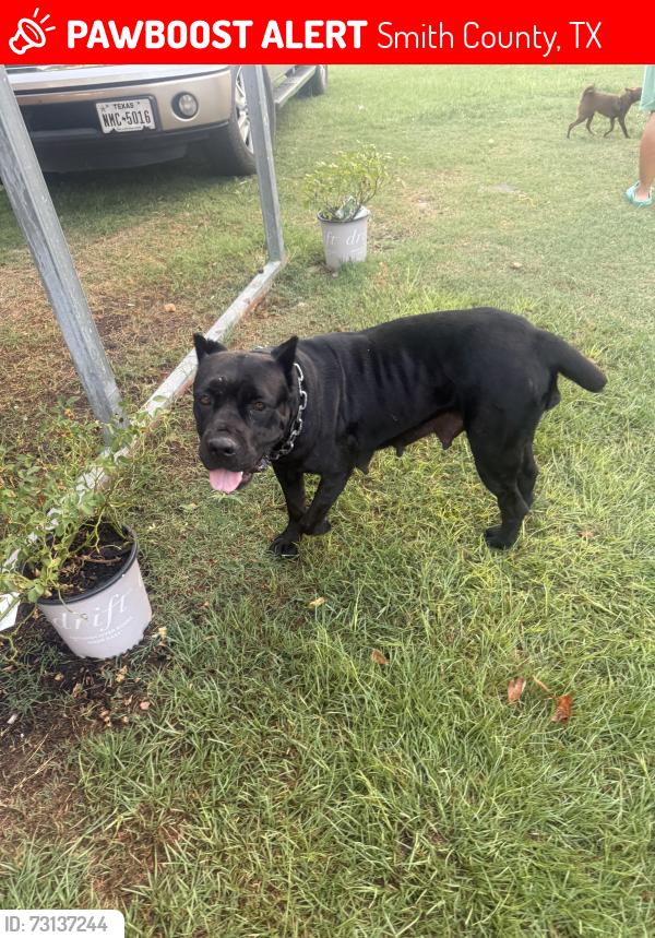 Lost Female Dog last seen County rd 3216, Smith County, TX 75705