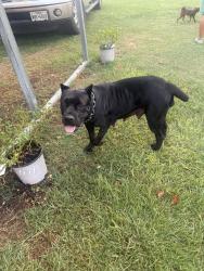 Lost Female Dog last seen County rd 3216, Smith County, TX 75705