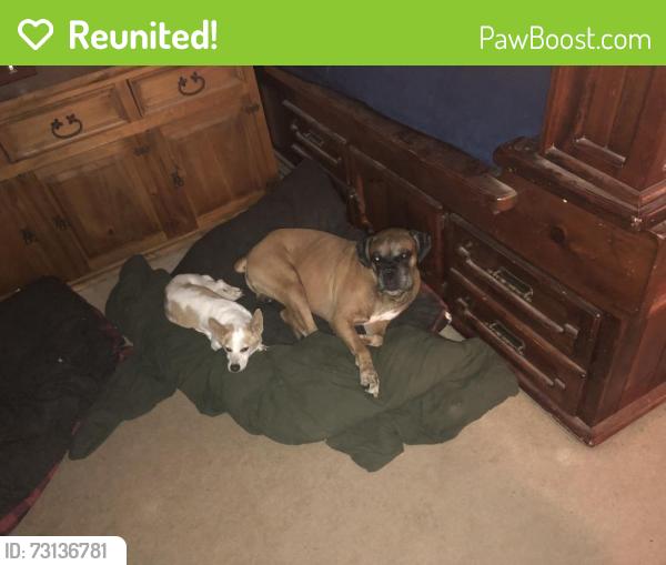 Reunited Male Dog last seen 47th ave and Union hills, Glendale, AZ 85308