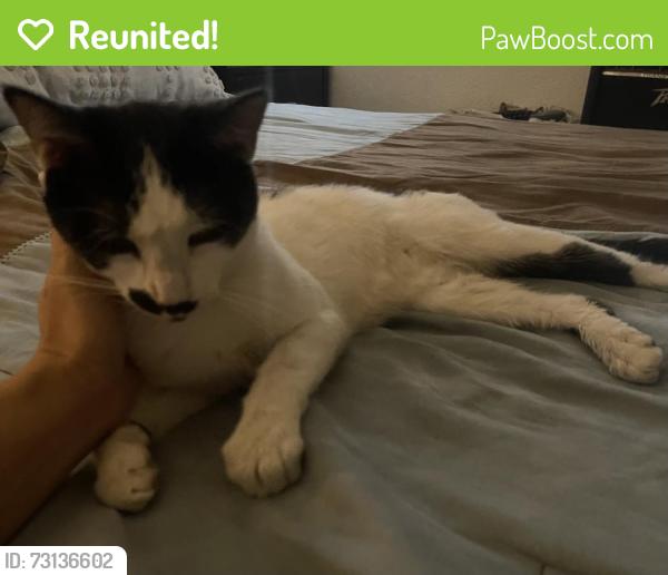 Reunited Male Cat last seen in the apmt complex, Tempe, AZ 85283