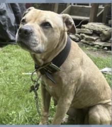 Reunited Female Dog last seen Upper Skytop/Outer Comstock/Roe Ave, Syracuse, NY 13210