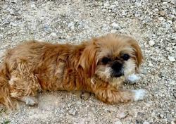 Lost Female Dog last seen Oak Grove Rd and Live Oak Rd, San Marcos, TX 78666