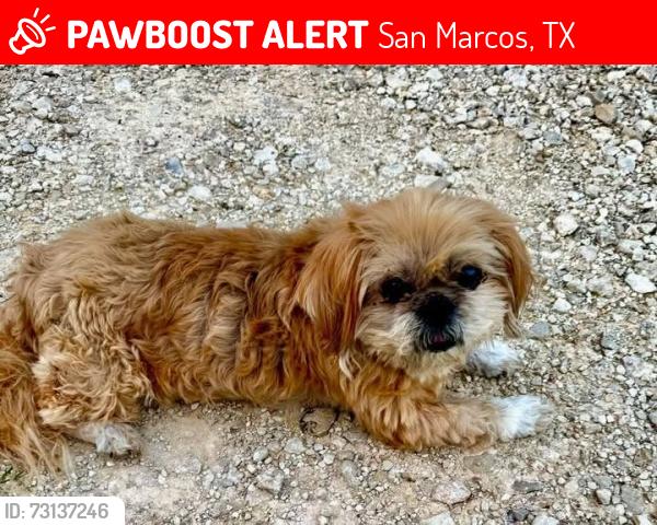 Lost Female Dog last seen Oak Grove Rd and Live Oak Rd, San Marcos, TX 78666